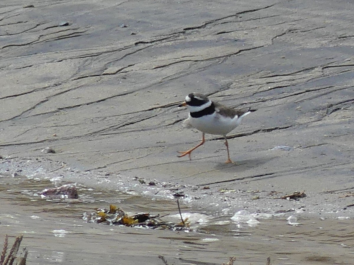 Common Ringed Plover - ML174818931