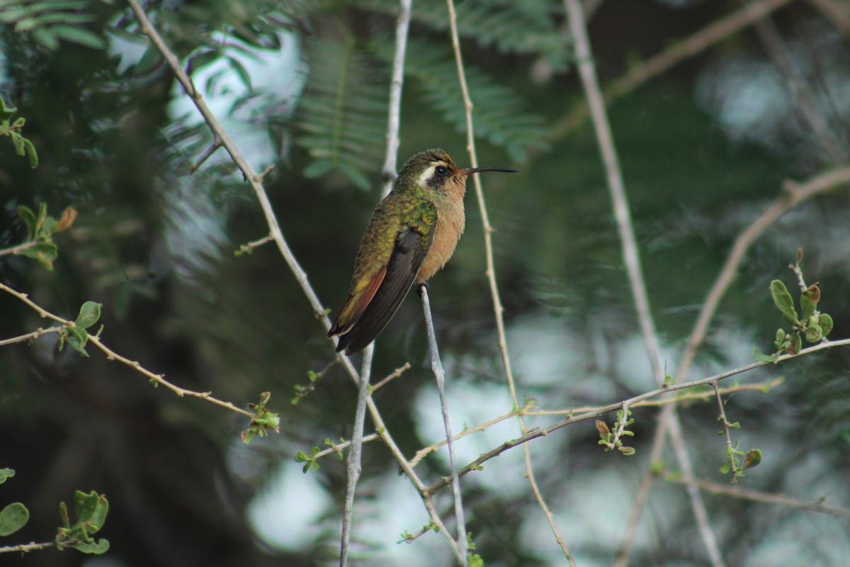 Schwarzstirn-Saphirkolibri - ML174819071