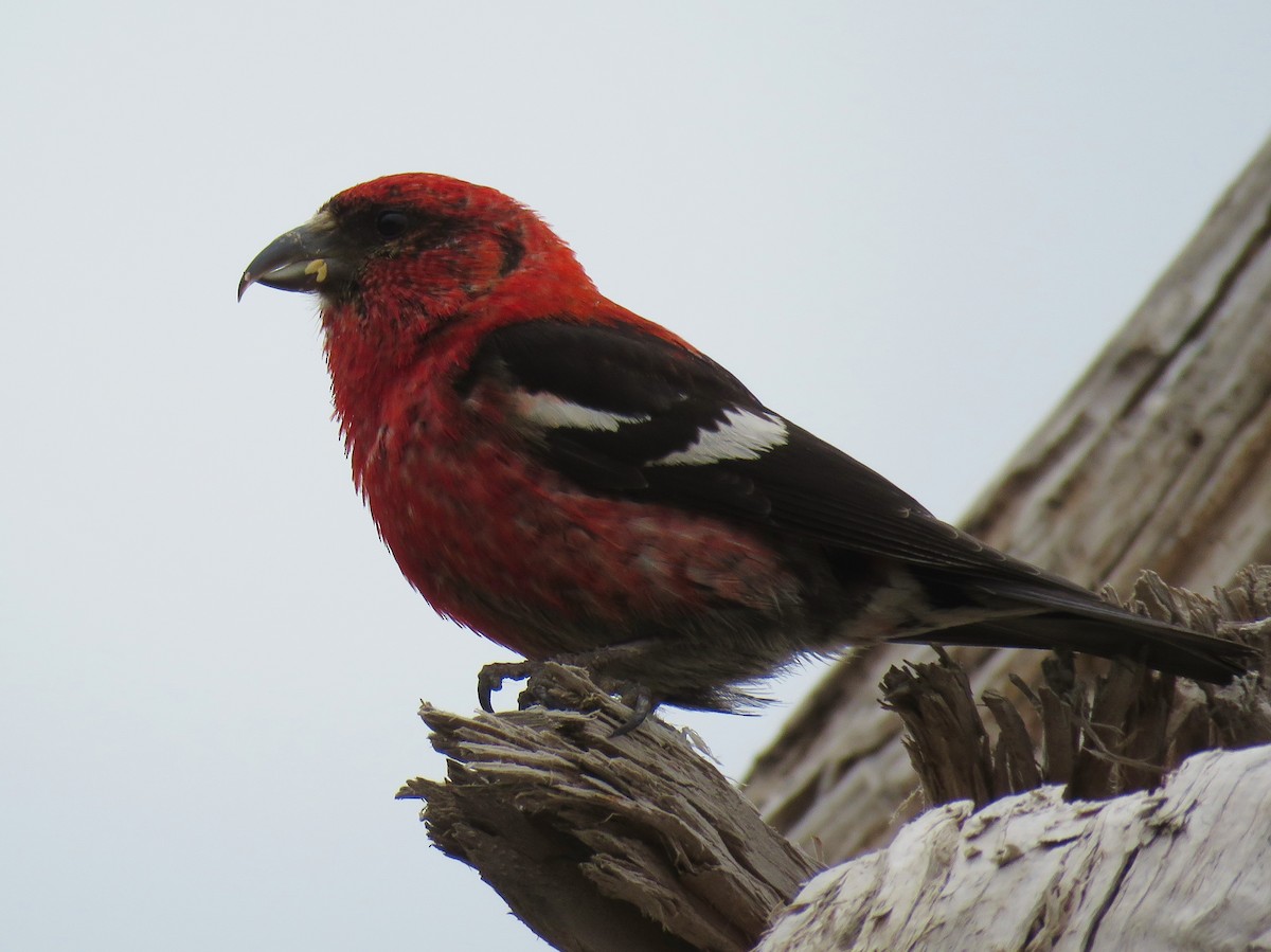 White-winged Crossbill - ML174821391