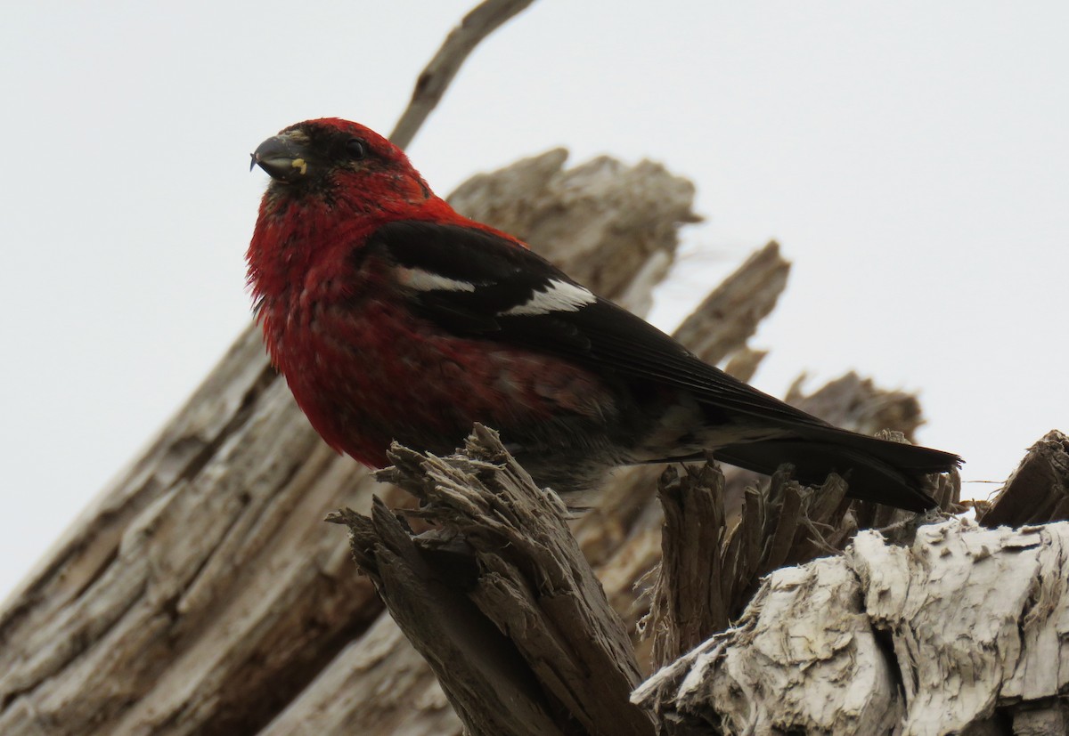 White-winged Crossbill - ML174821401