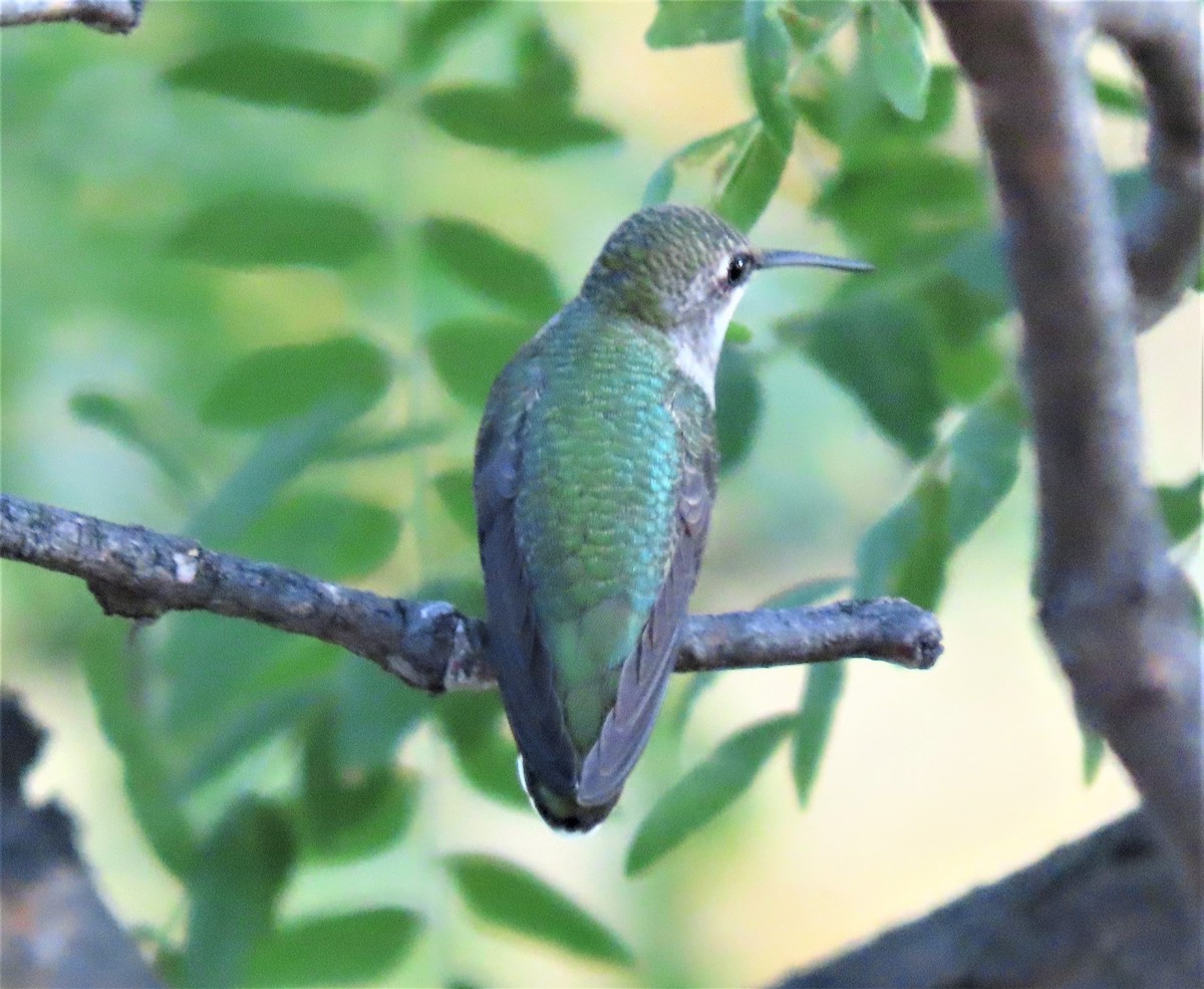 Ruby-throated Hummingbird - Jan Thom