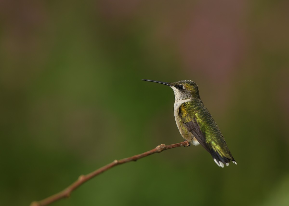 Ruby-throated Hummingbird - Jonathan Irons