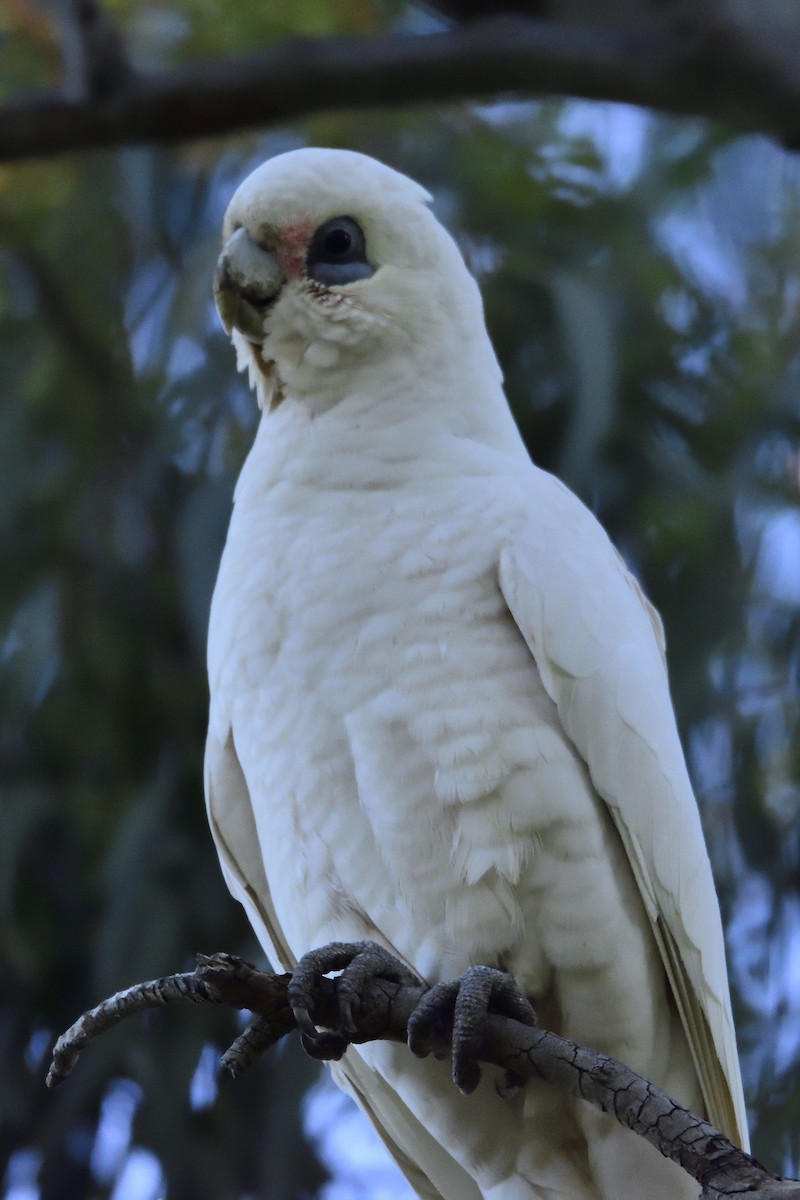 kakadu naholící - ML174826731