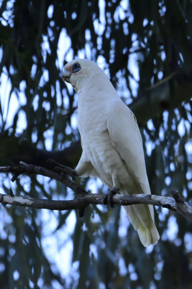 Cacatoès corella - ML174826751