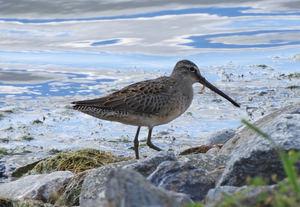 Long-billed Dowitcher - ML174827141
