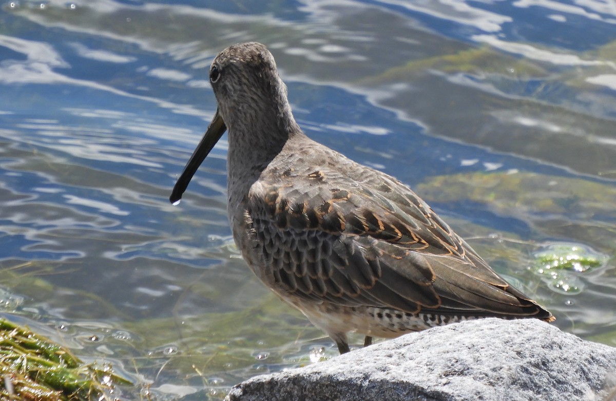 Long-billed Dowitcher - ML174827151