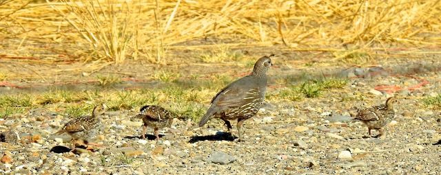 California Quail - ML174828141