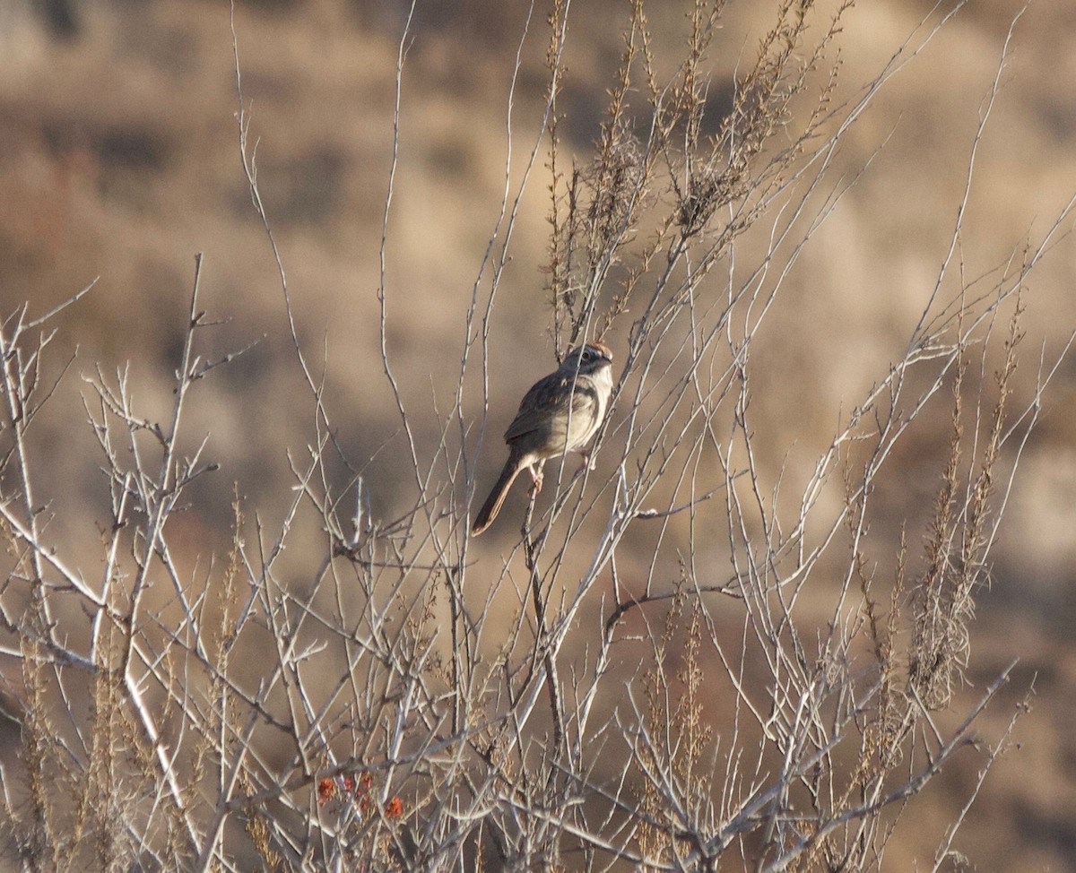 Rufous-crowned Sparrow - ML174831021