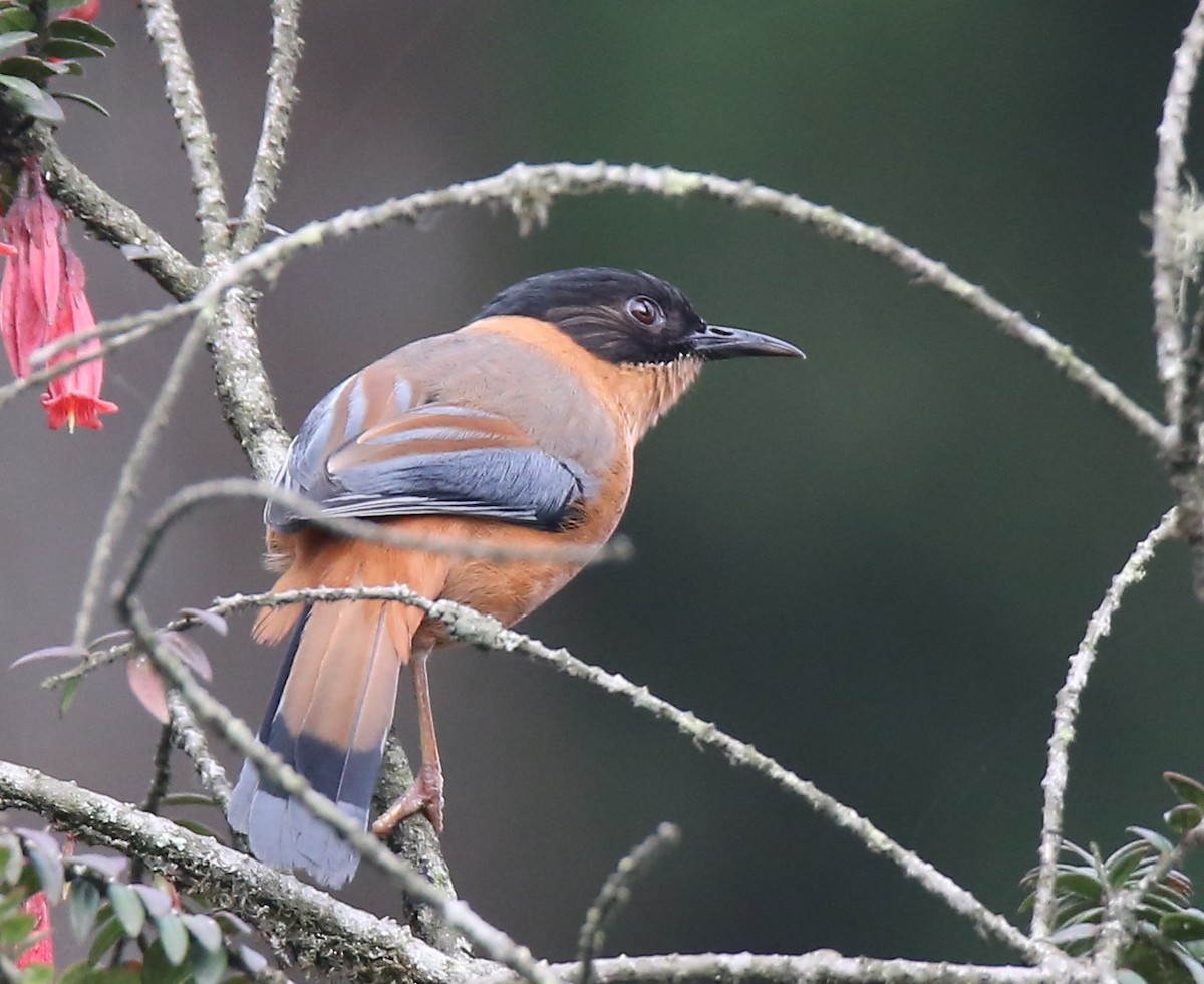 Rufous Sibia - ML174832291