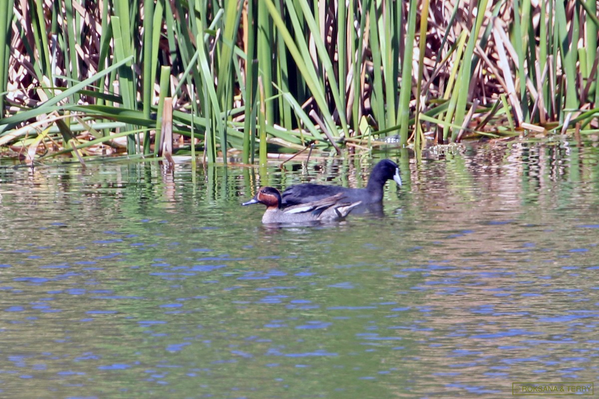 Green-winged Teal - ML174832801