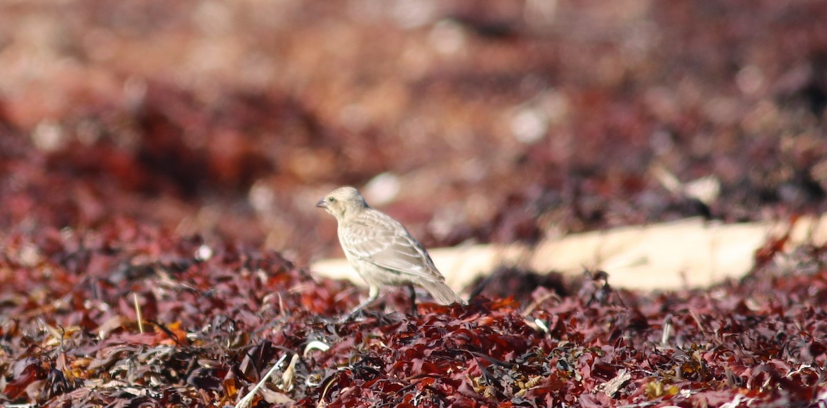 Brown-headed Cowbird - ML174832961