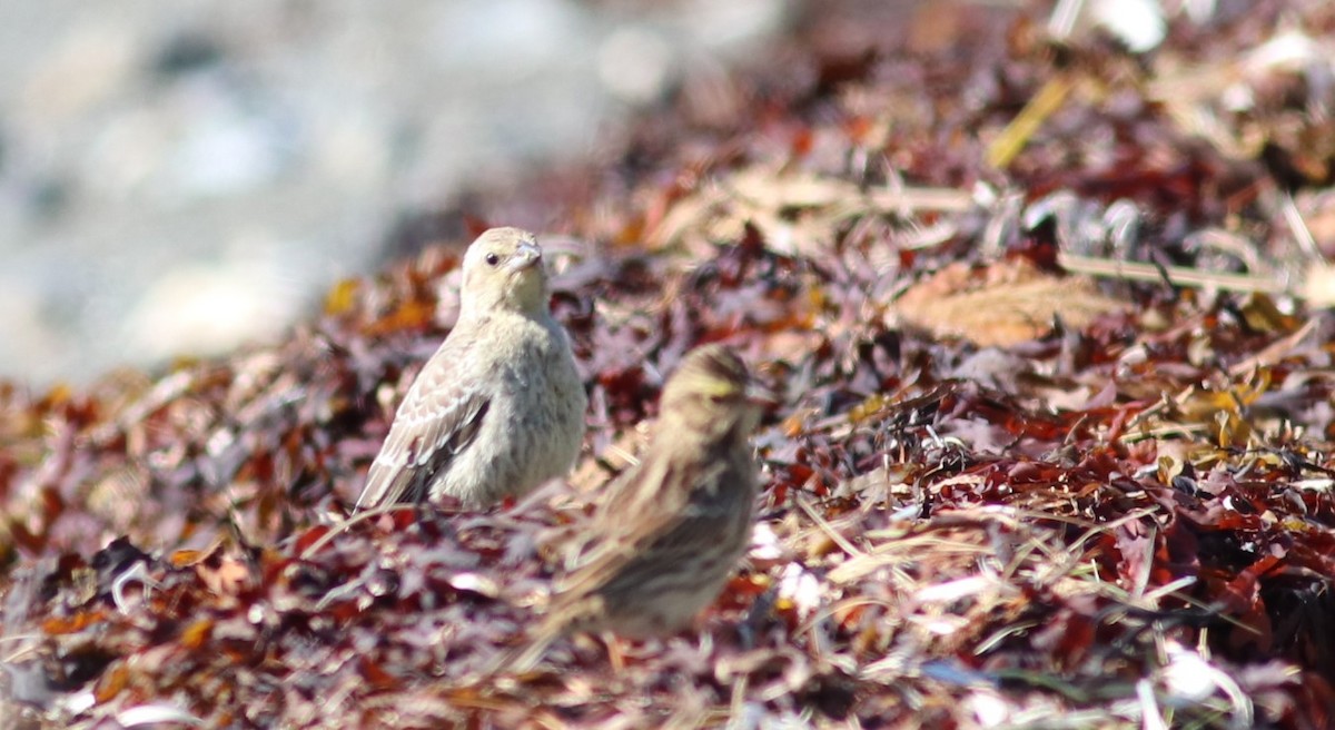 Brown-headed Cowbird - ML174833071