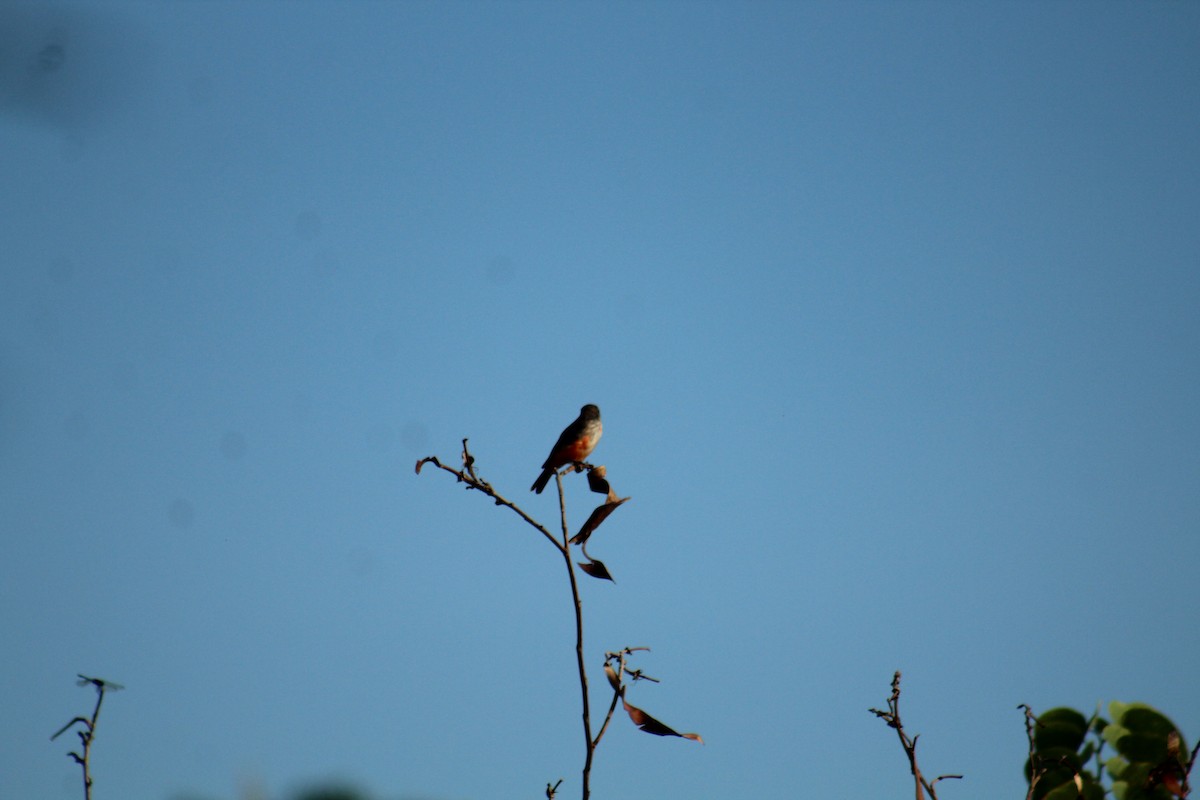 Vermilion Flycatcher - ML174835581