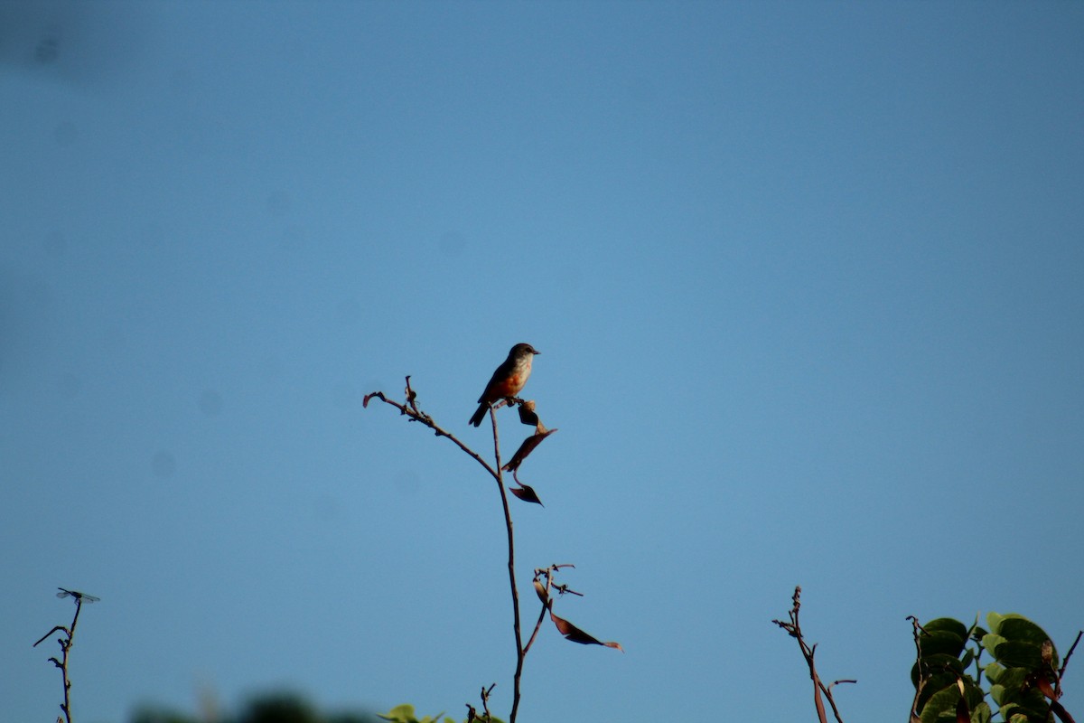 Vermilion Flycatcher - Enrique Flores García