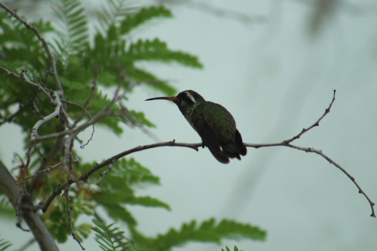 Xantus's Hummingbird - ML174835881