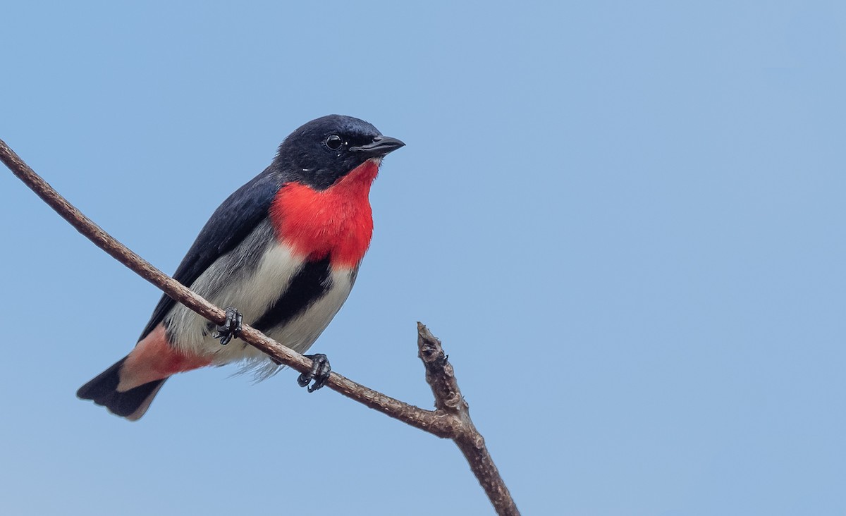 Mistletoebird - Barry Deacon