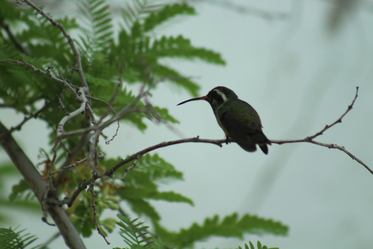 Xantus's Hummingbird - ML174836111