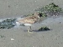 Least Sandpiper - ML174836381