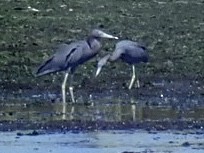 Little Blue Heron - ML174836431