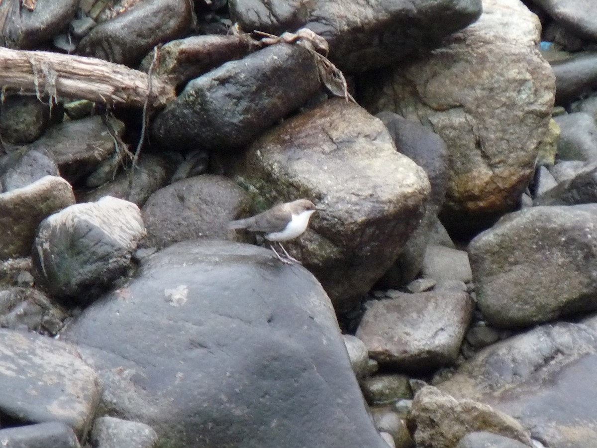 White-throated Dipper - ML174839651