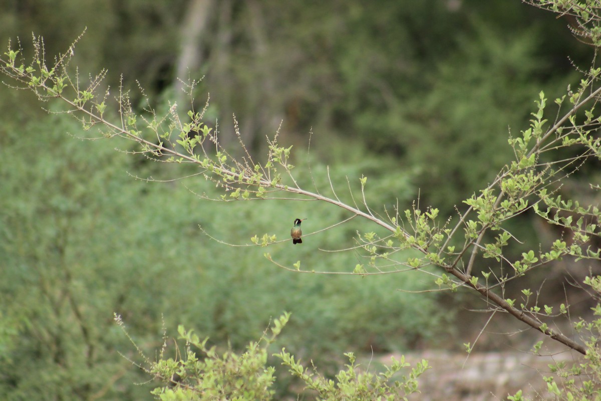 Xantus's Hummingbird - ML174841781