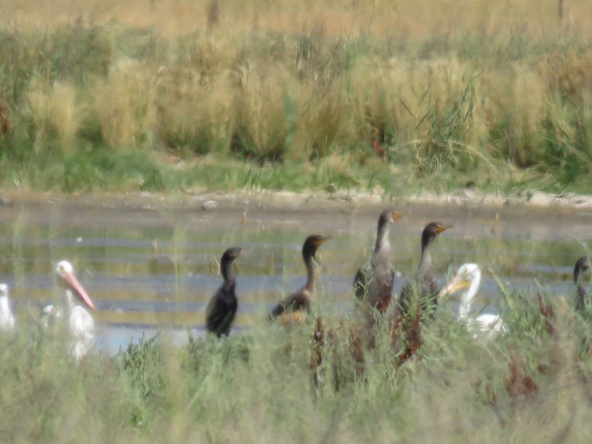 Neotropic Cormorant - ML174842921