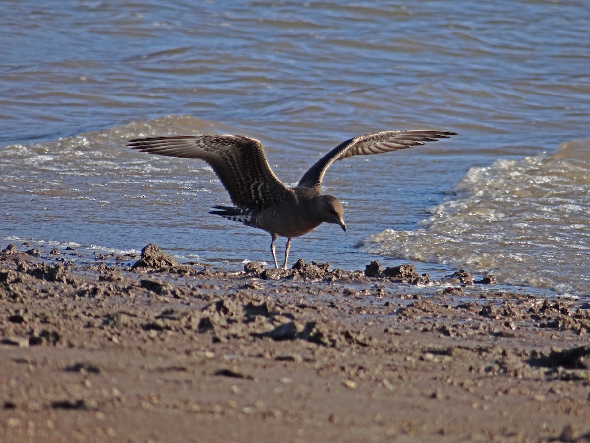 Long-tailed Jaeger - ML174844811