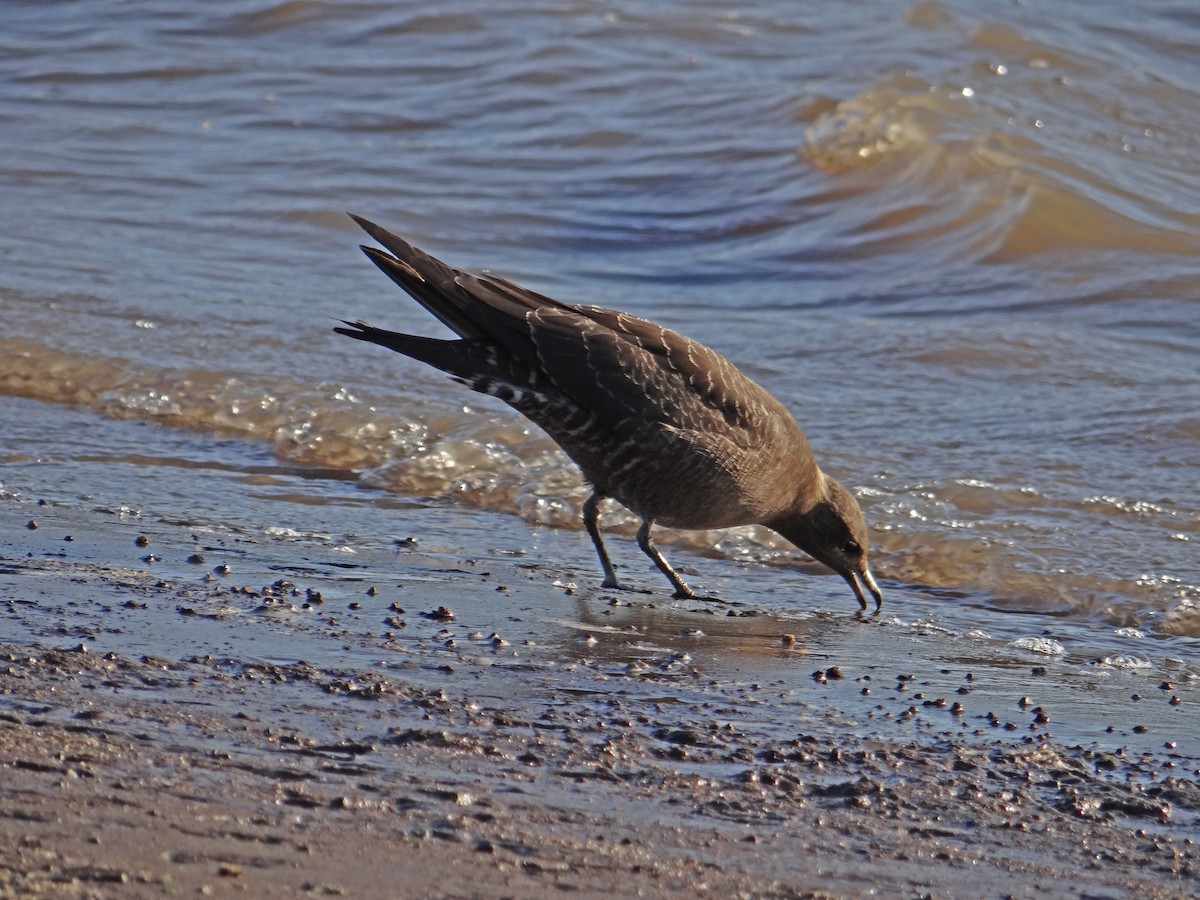 Long-tailed Jaeger - ML174844821
