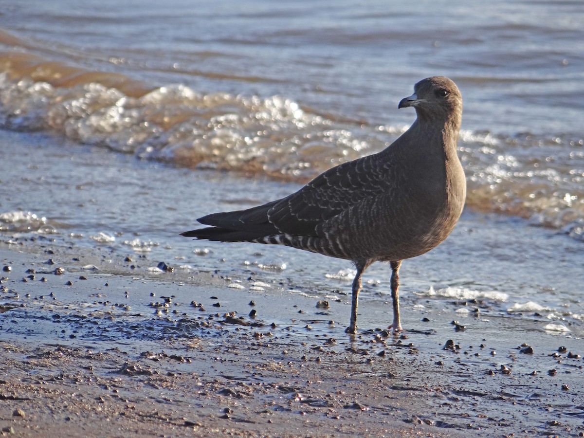 Long-tailed Jaeger - ML174844831