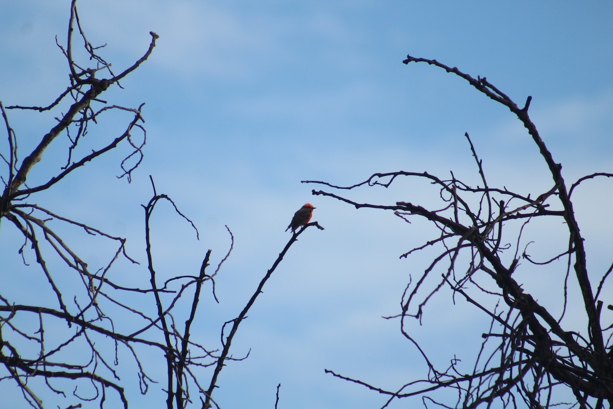 Vermilion Flycatcher - Enrique Flores García