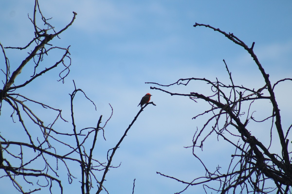 Vermilion Flycatcher - Enrique Flores García