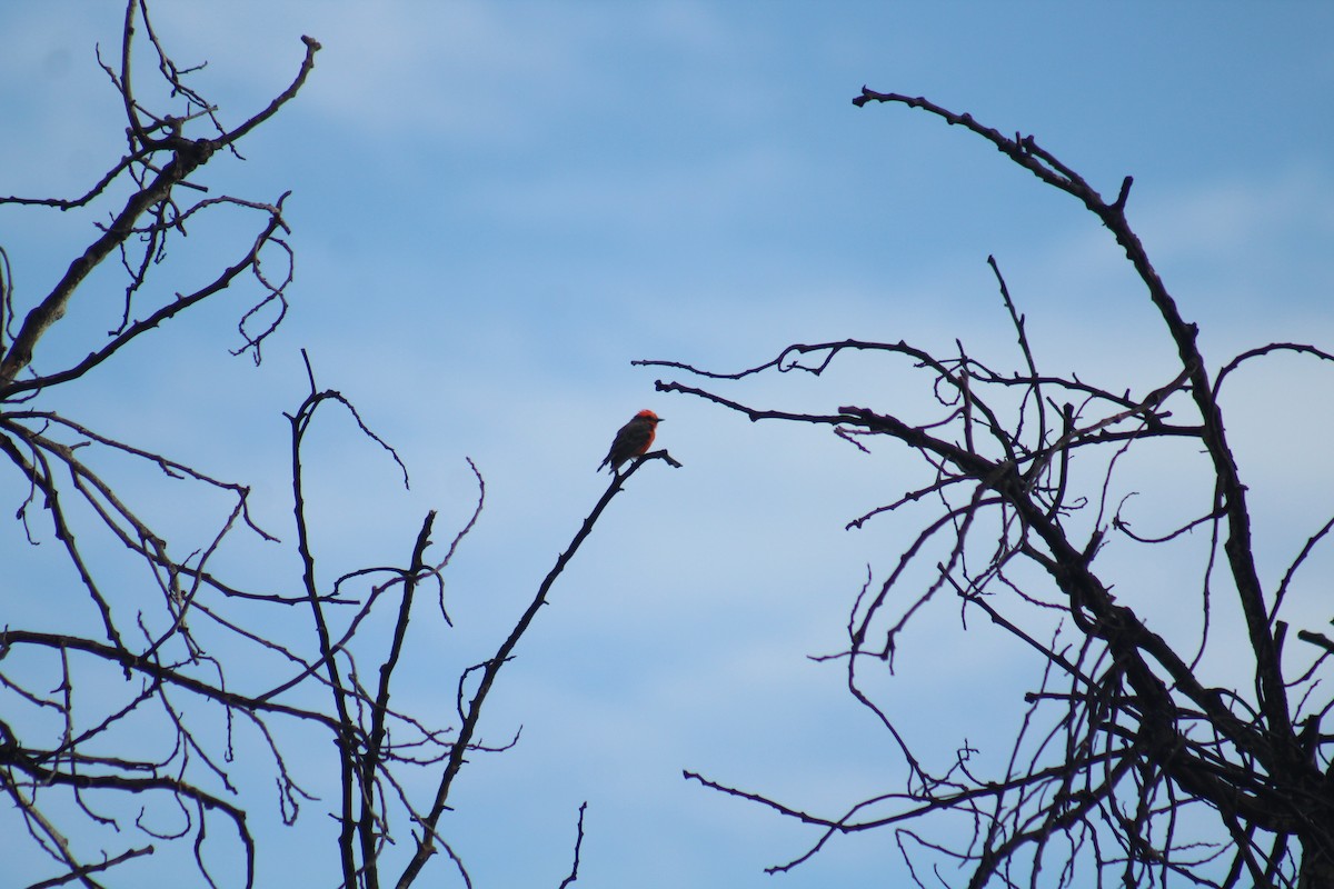 Vermilion Flycatcher - Enrique Flores García