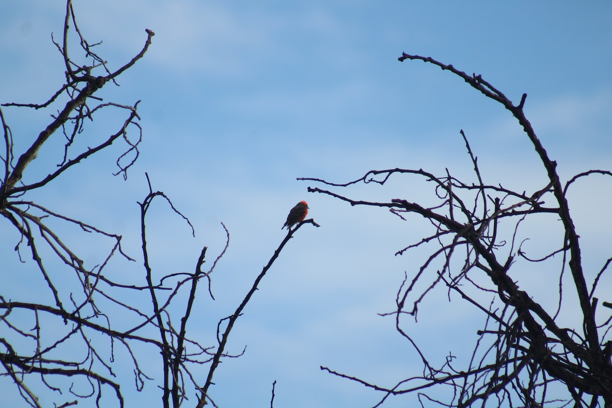 Vermilion Flycatcher - Enrique Flores García