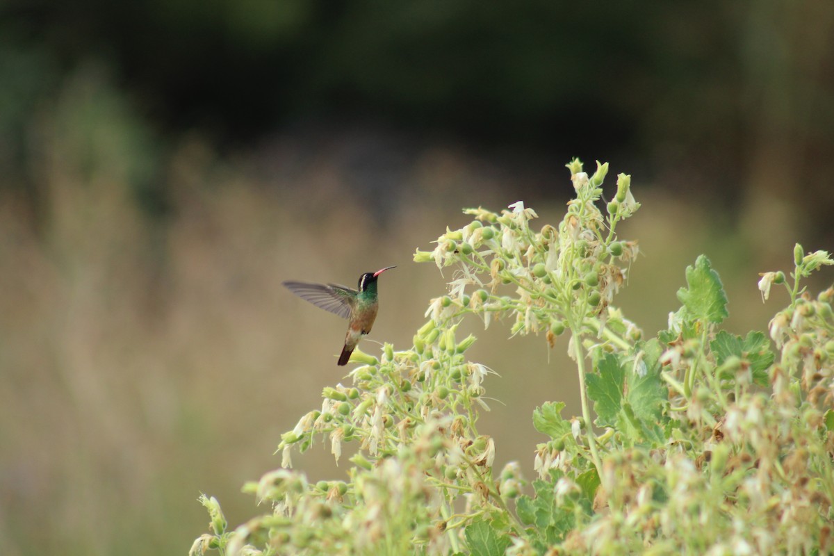 Xantus's Hummingbird - ML174845621