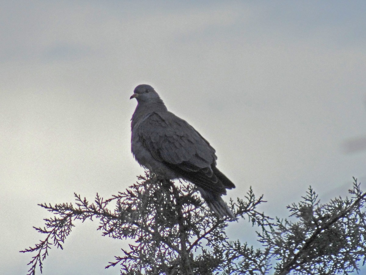 Band-tailed Pigeon - ML174845901