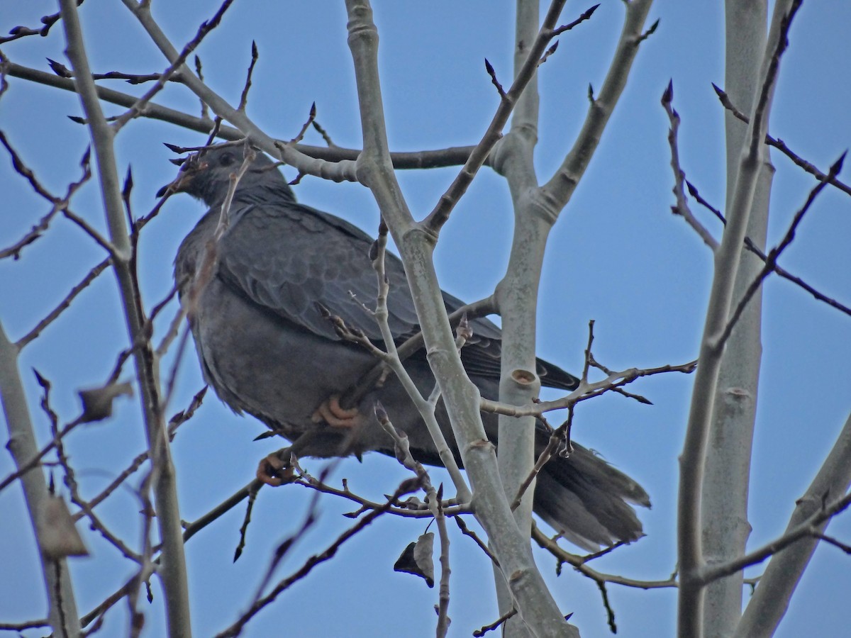 Band-tailed Pigeon - ML174845911