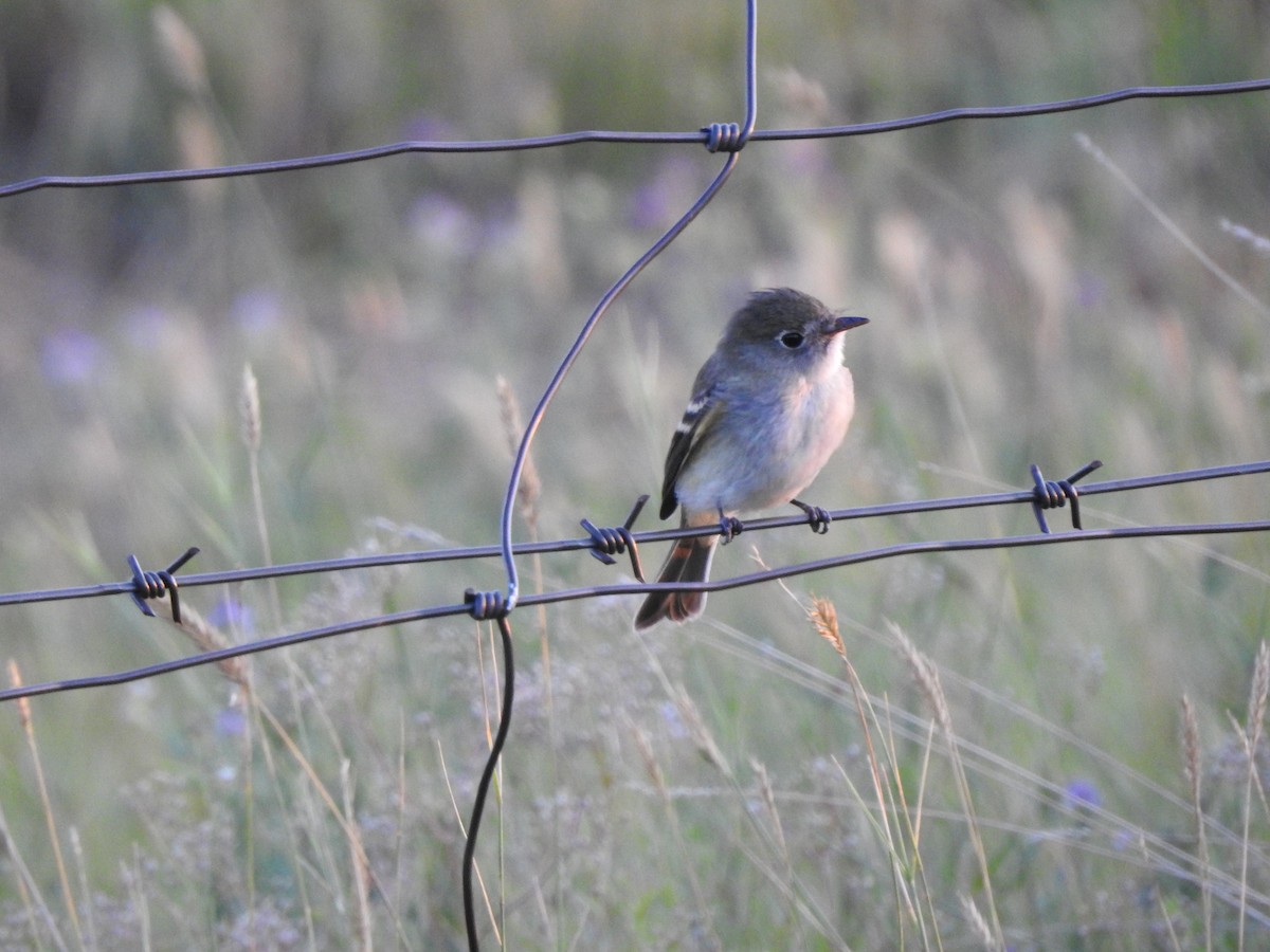 Alder Flycatcher - ML174846461