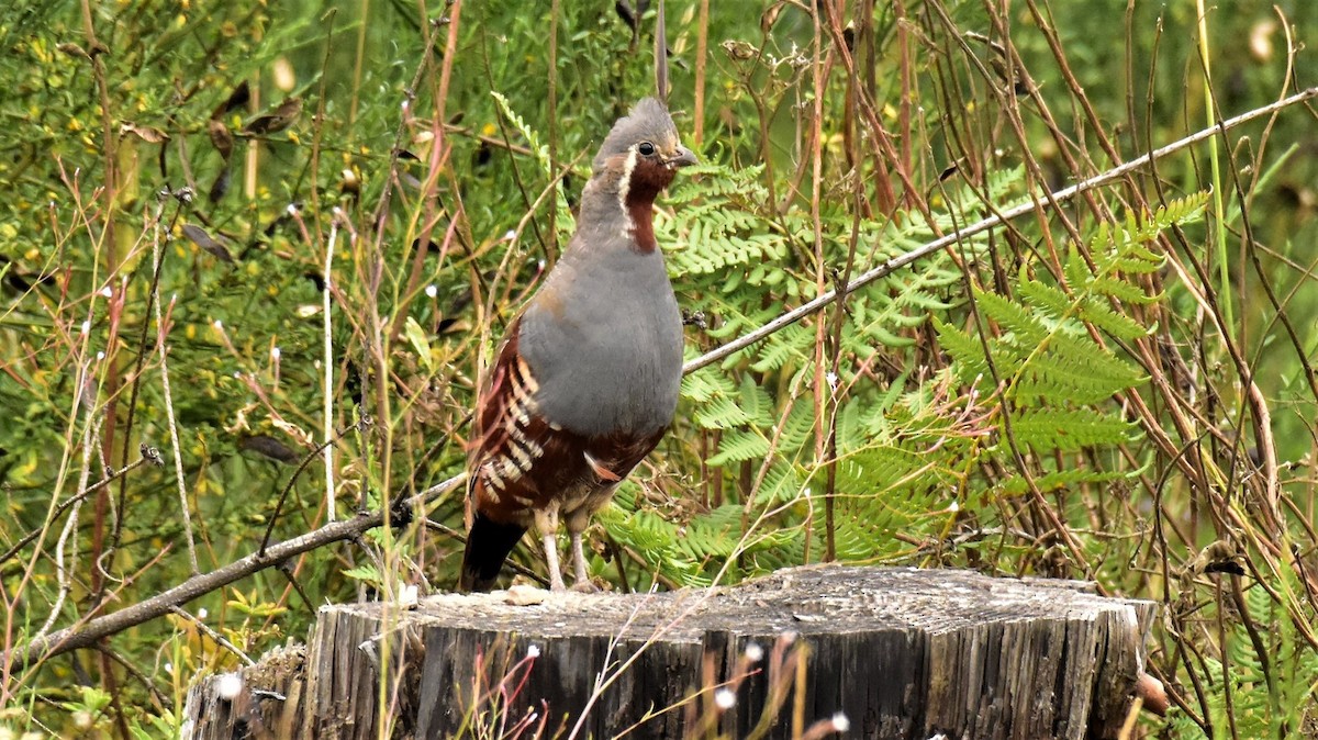 Mountain Quail - Craig Tumer