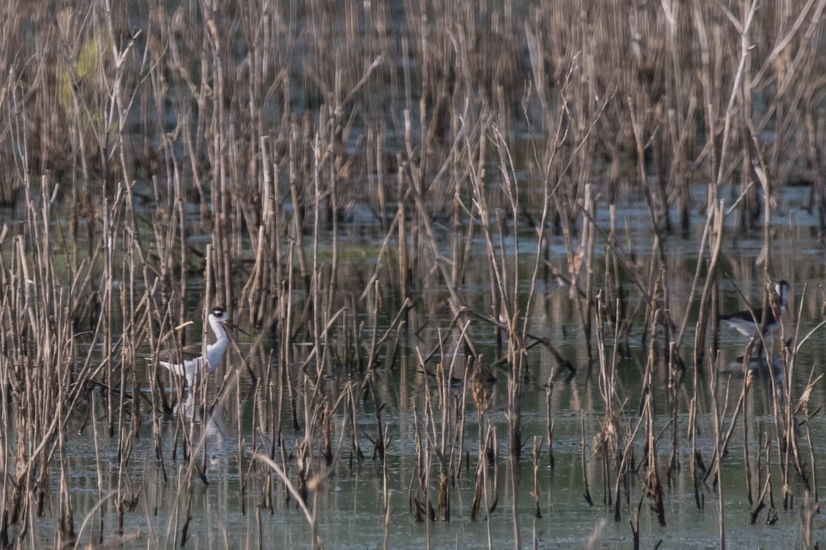 Black-necked Stilt - ML174847991