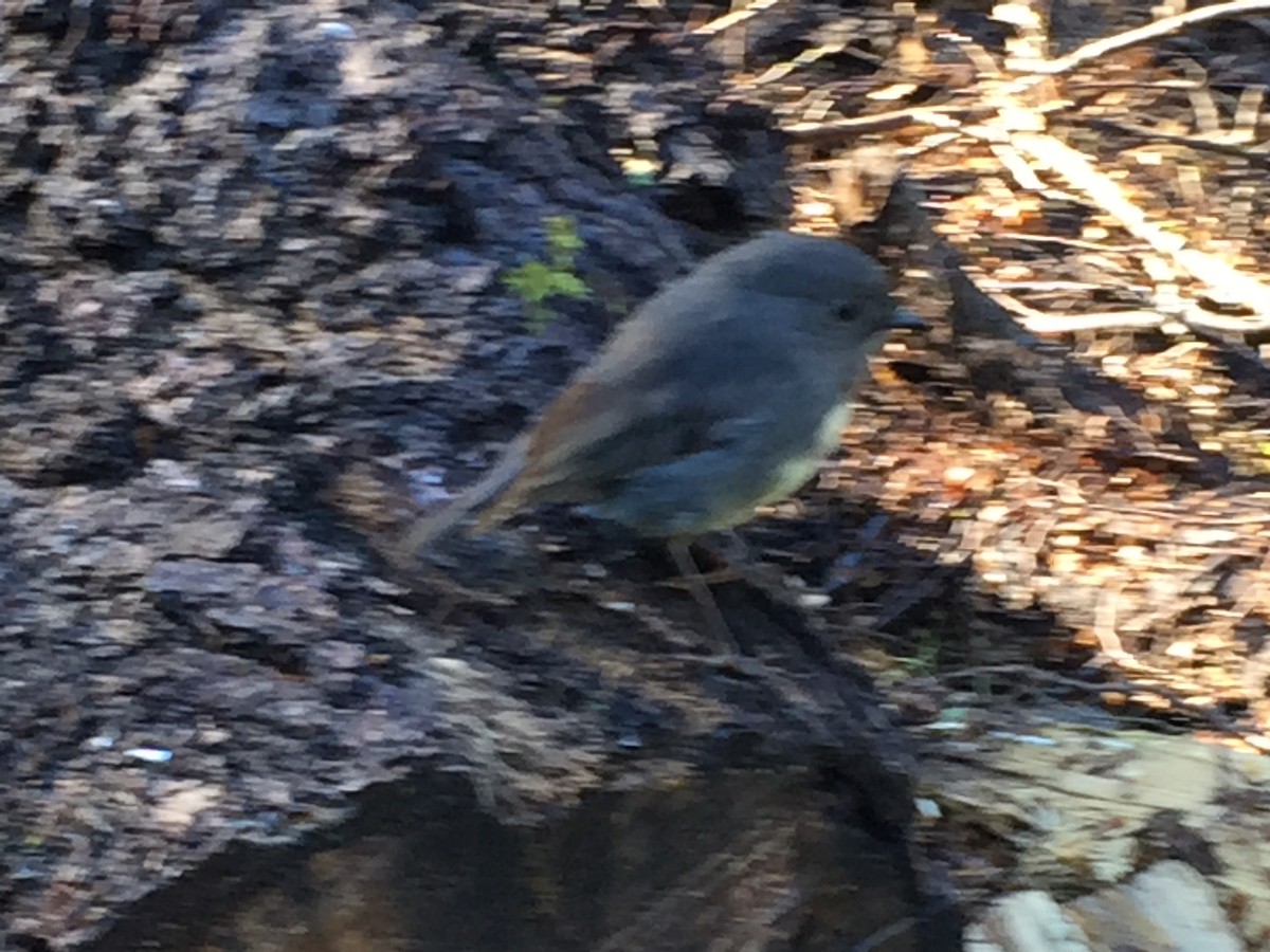 South Island Robin - ML174851661