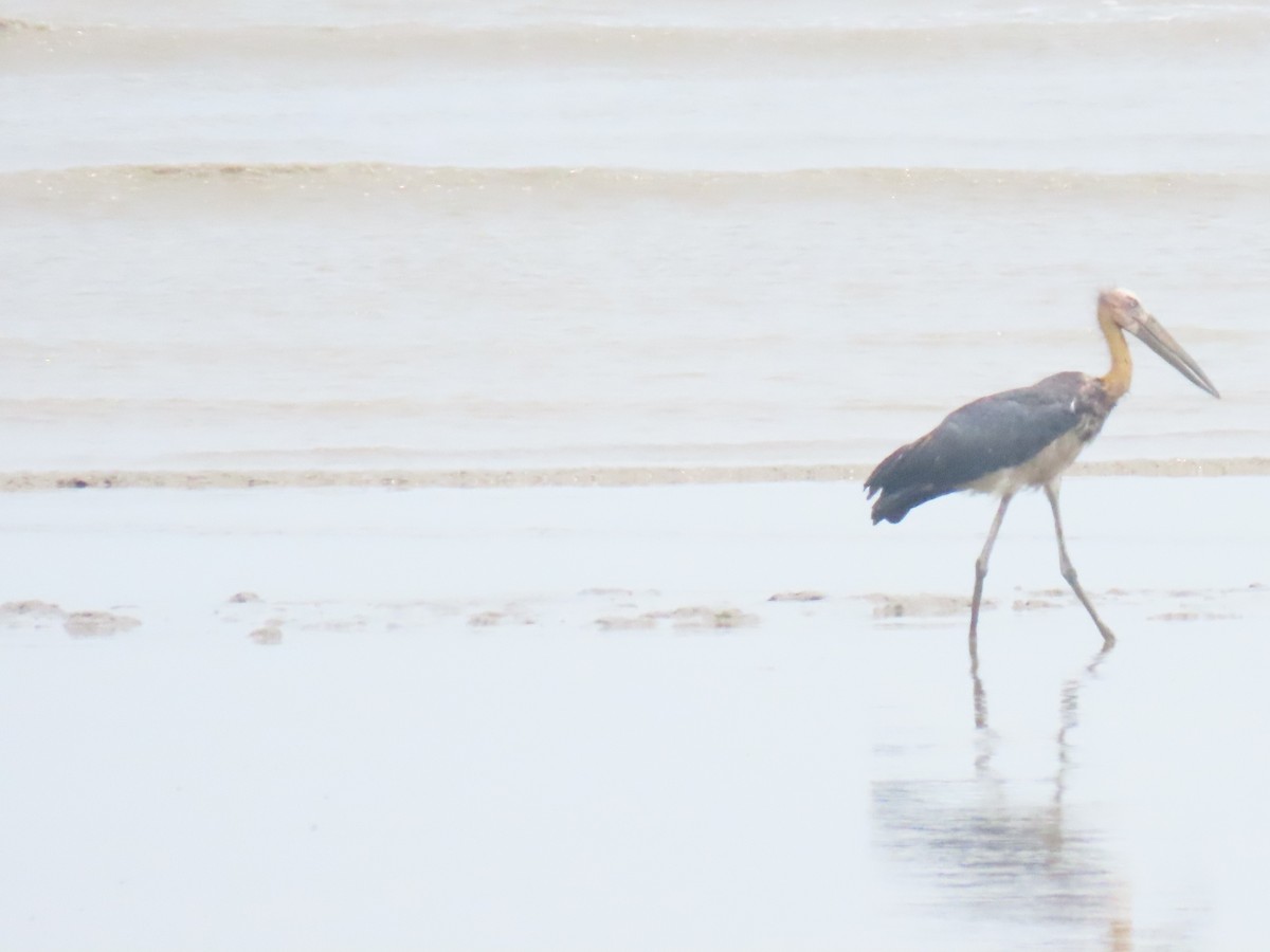 Lesser Adjutant - Christian Doerig