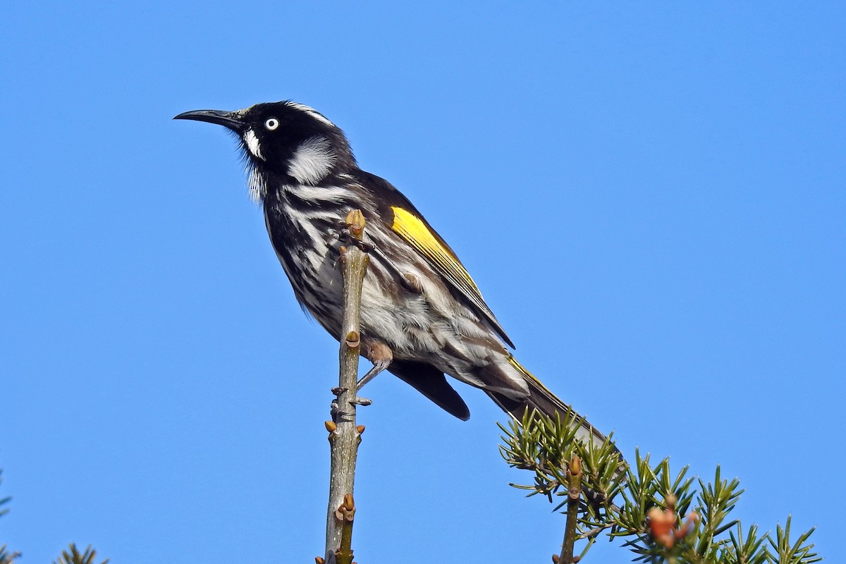 New Holland Honeyeater - ML174852871