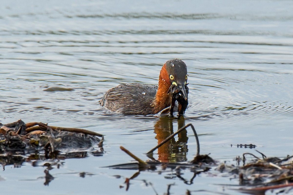 カイツブリ（ruficollis グループ） - ML174853921