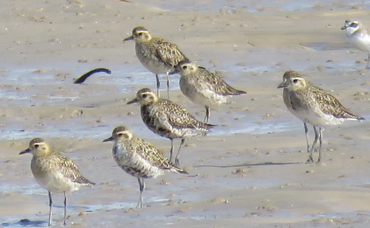 Pacific Golden-Plover - ML174854451