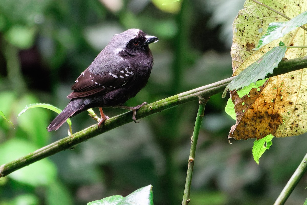 Gray-headed Nigrita - ML174854481
