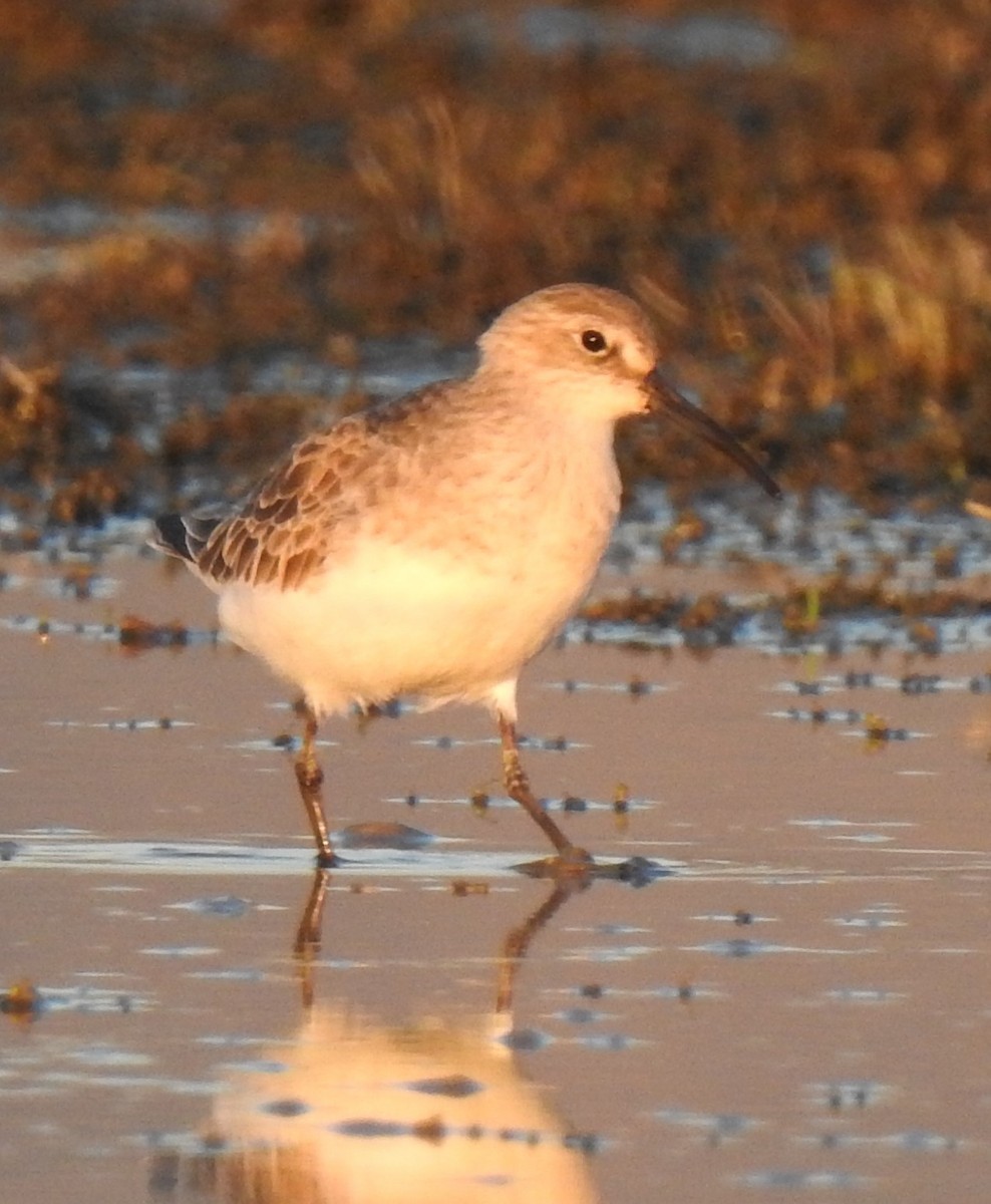 Curlew Sandpiper - ML174854911
