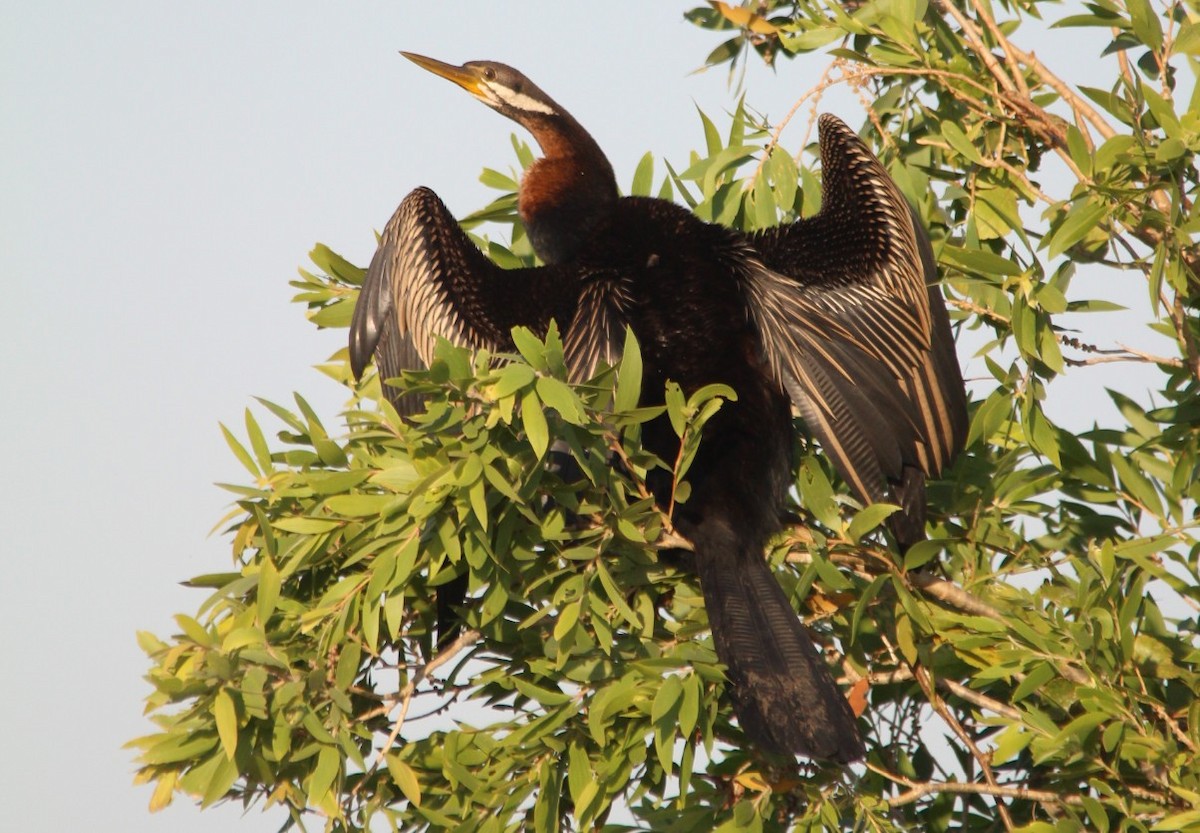 Australasian Darter - Magen Pettit