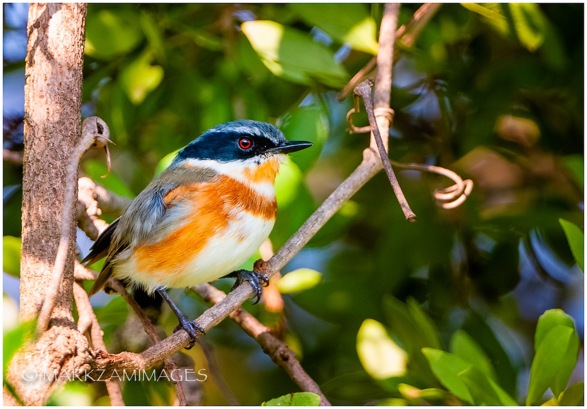 Kap Batisi - ML174856751