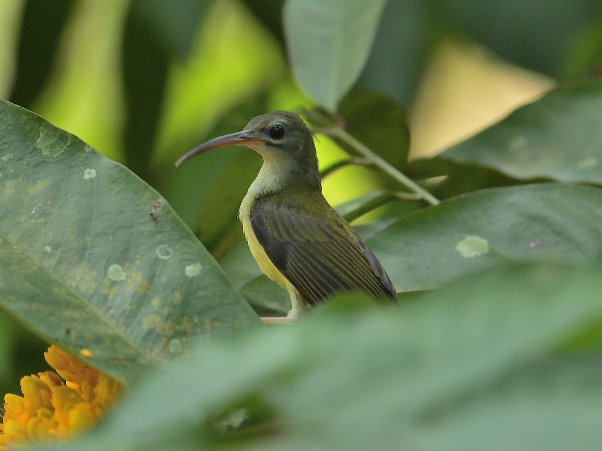 Little Spiderhunter - ML174856871