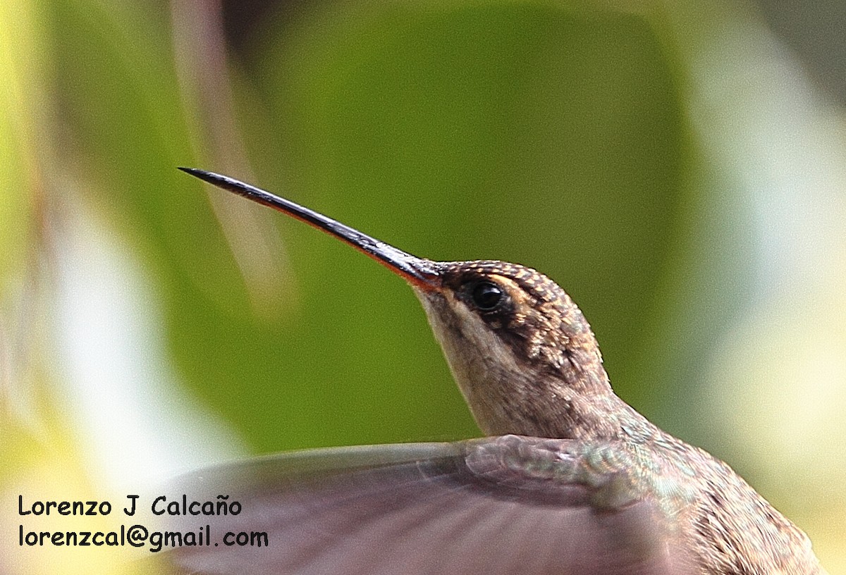 Straight-billed Hermit - Lorenzo Calcaño